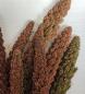 Preview: Rote feste Kolbenhirse halbreif 5 kg VORBESTELLUNG